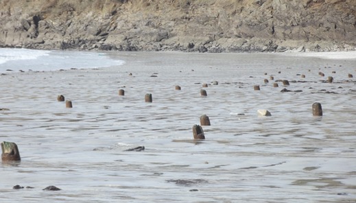 foret fossilisee concarneau 519x297