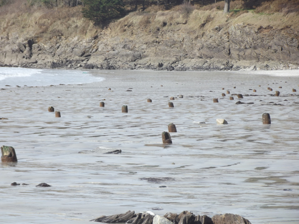 Forêt Fossilisée de Concarneau